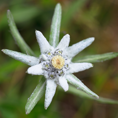 Ingredient Spotlight: Edelweiss