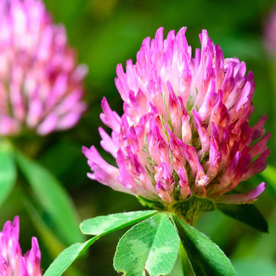 Ingredient Spotlight: Red Clover